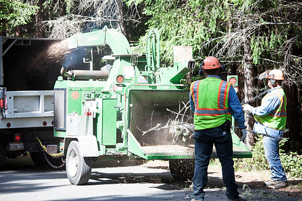 Best Tree Health Inspection  in Carthage, NY