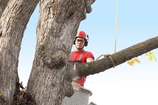  Carthage, NY Tree Care Pros
